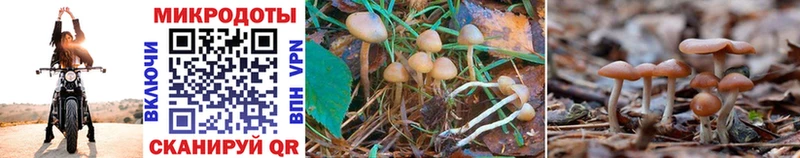 Купить  Прохладный  Галлюциногенные грибы Magic Shrooms 